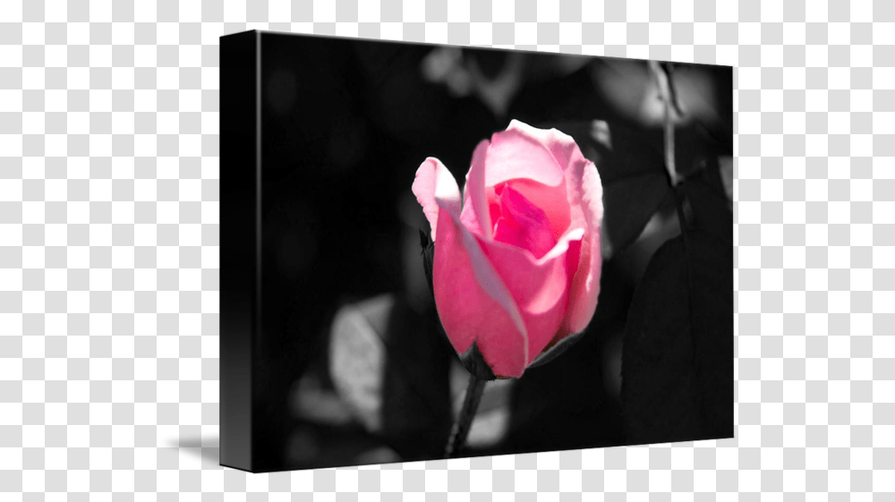 Pink Rose Bud Black And White Background By Valerie Waters Garden Roses, Flower, Plant, Blossom, Petal Transparent Png