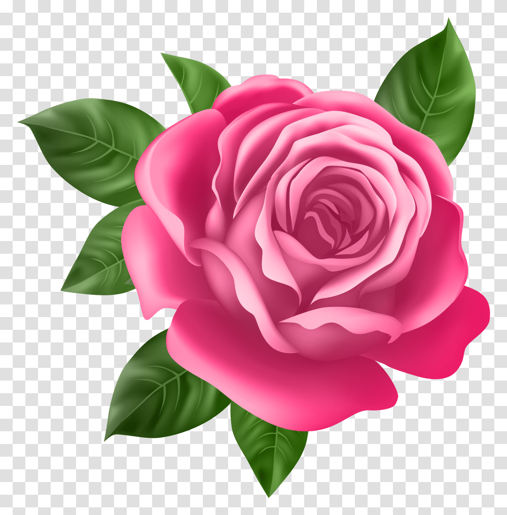 Pink Rose Clip Art Best Rose Flower Full Transparent Png