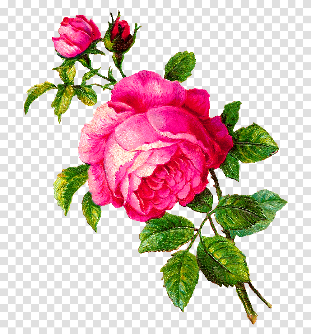 Pink Rose Clip Art Flour Of Rose, Plant, Flower, Blossom, Geranium Transparent Png