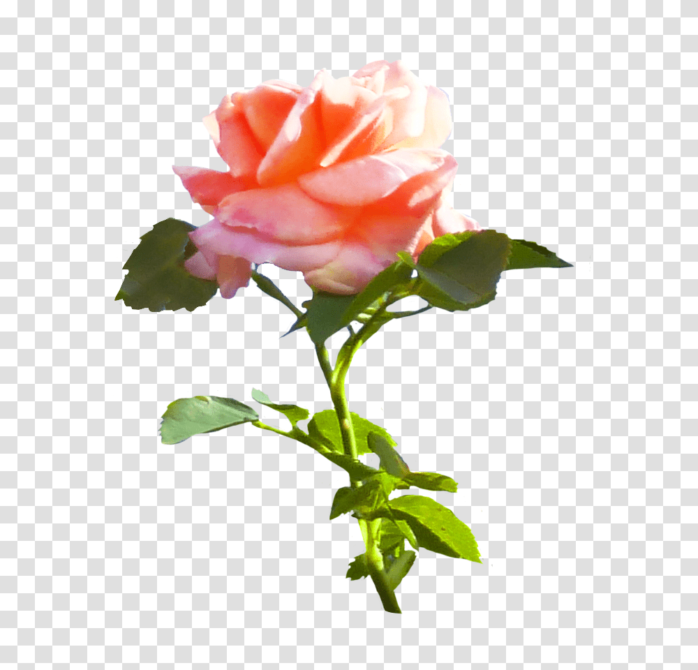 Pink Rose Clip Art, Flower, Plant, Blossom, Petal Transparent Png