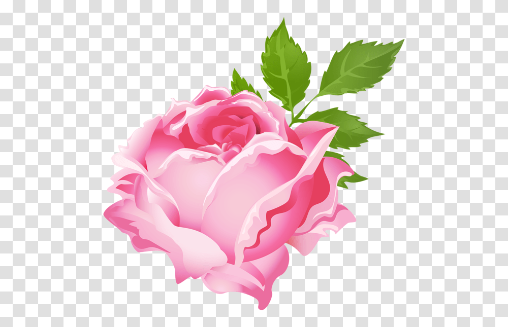 Pink Rose Clip Art, Flower, Plant, Blossom, Petal Transparent Png