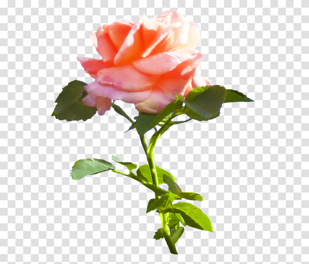 Pink Rose Clip Art, Flower, Plant, Blossom Transparent Png