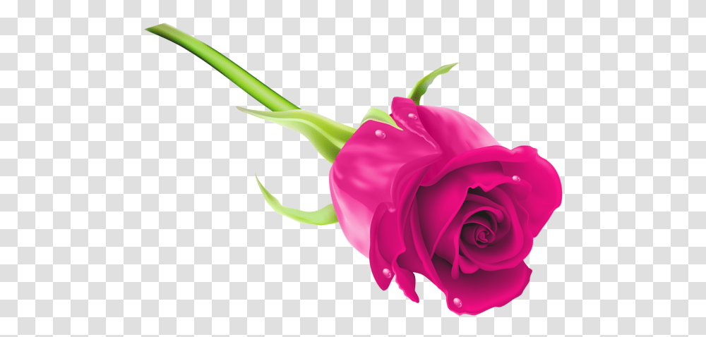Pink Rose Clip Art Image Rose Full Hd, Flower, Plant, Blossom, Petal Transparent Png