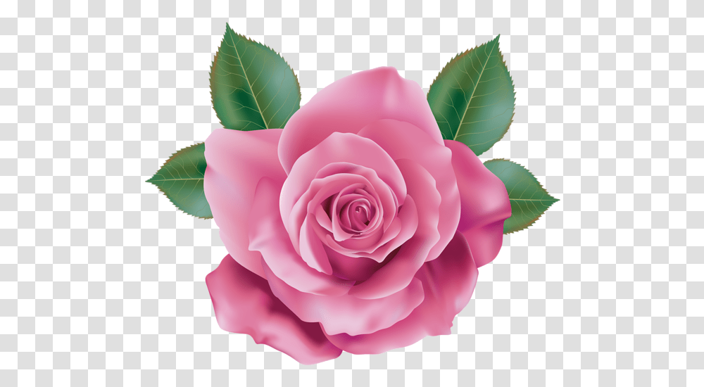 Pink Rose Clip Art Pink Rose, Flower, Plant, Blossom, Petal Transparent Png
