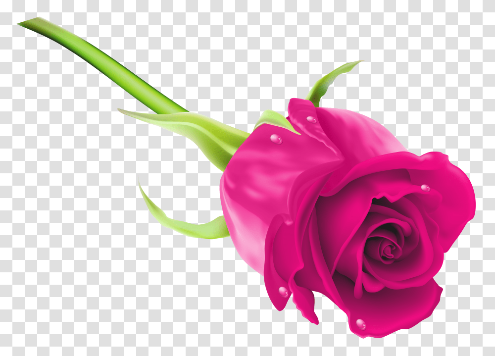 Pink Rose Clip Art Transparent Png