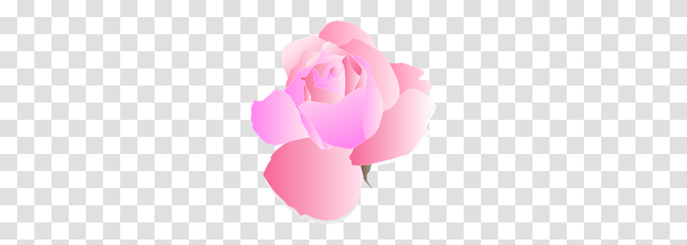 Pink Rose Clip Arts For Web, Flower, Plant, Blossom, Petal Transparent Png