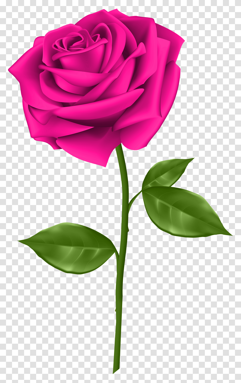 Pink Rose Clip, Flower, Plant, Blossom, Petal Transparent Png