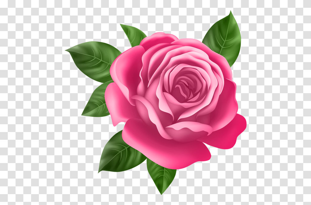 Pink Rose Clip, Flower, Plant, Blossom, Petal Transparent Png