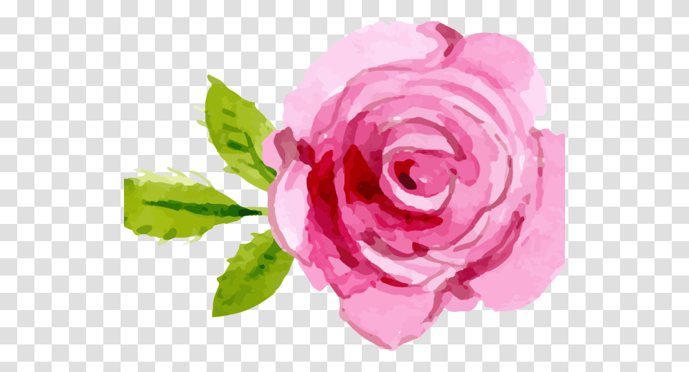 Pink Rose Clipart Background Pink Rose Clipart, Plant, Flower, Blossom, Petal Transparent Png