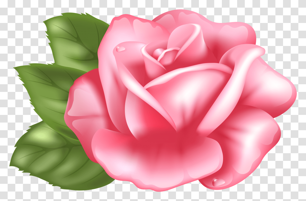 Pink Rose Clipart Background Transparent Png