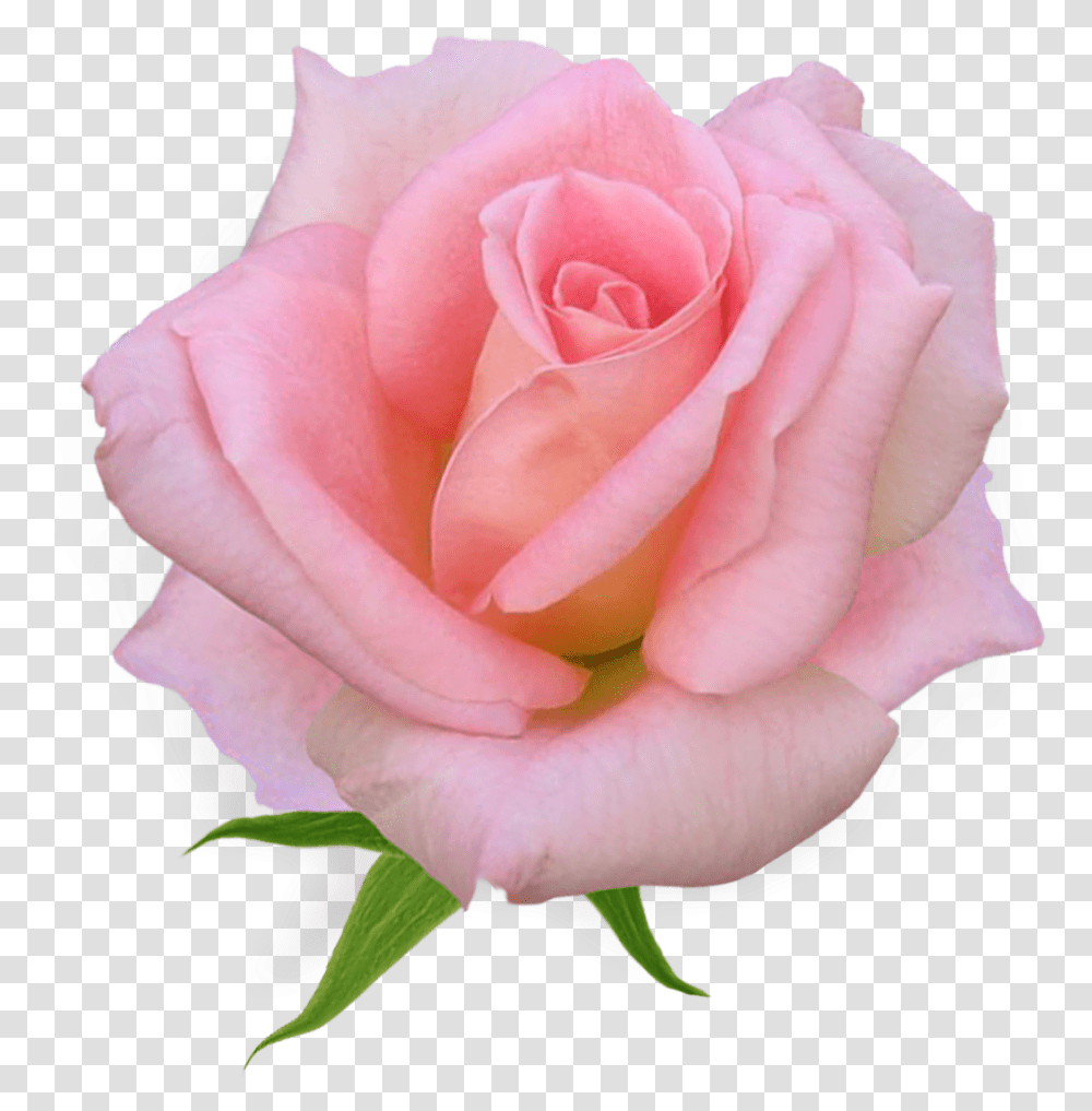 Pink Rose Clipart Flower Flower Pink Rose, Plant, Blossom, Petal Transparent Png