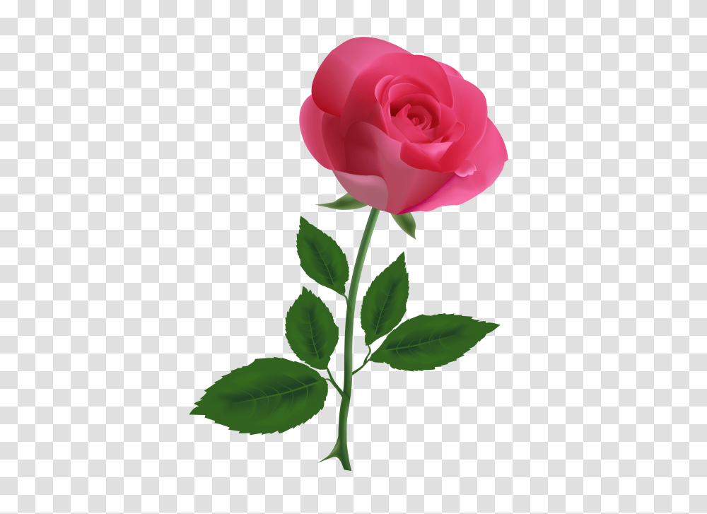 Pink Rose Clipart, Flower, Plant, Blossom, Petal Transparent Png