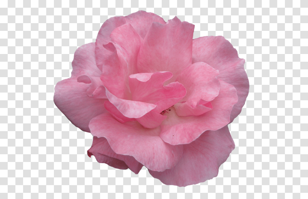 Pink Rose Clipart Garden Garden Roses, Flower, Plant, Blossom, Geranium Transparent Png