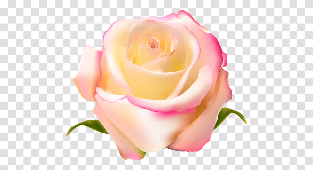 Pink Rose Clipart Gulab Pink And Yellow Rose Full Rose, Flower, Plant, Blossom, Petal Transparent Png