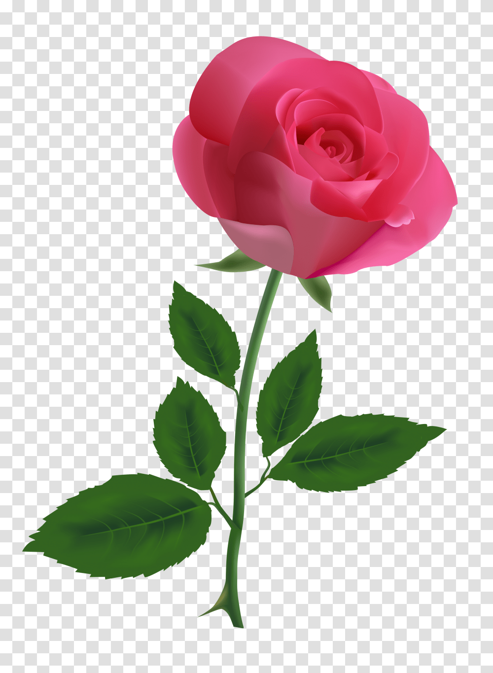 Pink Rose Clipart Image, Flower, Plant, Blossom Transparent Png