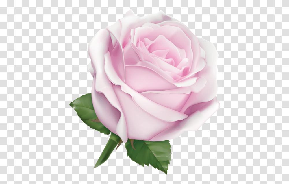 Pink Rose Clipart Large Rose Gold Ribbon 556x600 Soft Pink Pink Rose, Flower, Plant, Blossom, Petal Transparent Png