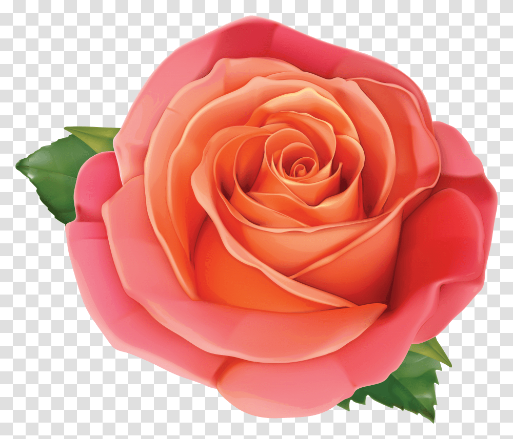 Pink Rose Clipart Orange Rose Gallery Size Image High Pink And Orange Roses Transparent Png