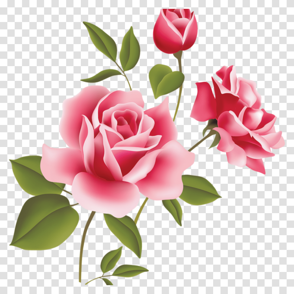 Pink Rose Clipart Pink Rose Art Picture Clipart Clipart Rose Pink Flower, Plant, Blossom, Petal, Carnation Transparent Png
