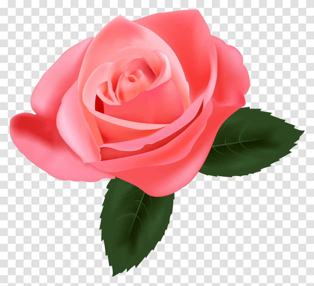 Pink Rose Clipart Pink Rose, Flower, Plant, Blossom, Petal Transparent Png