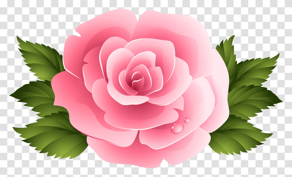 Pink Rose Clipart, Plant, Flower, Blossom, Petal Transparent Png