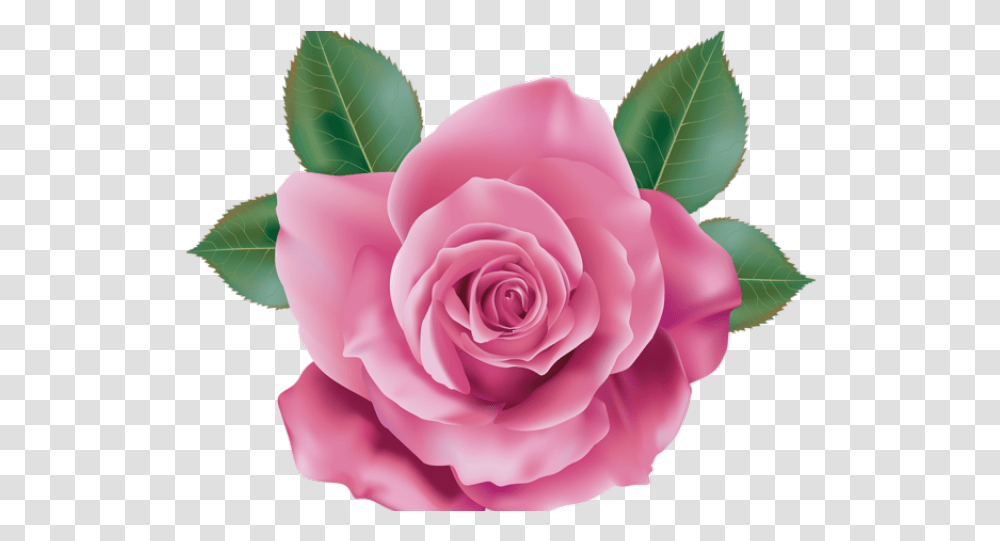 Pink Rose Clipart Realistic Background Pink Rose, Flower, Plant, Blossom, Petal Transparent Png