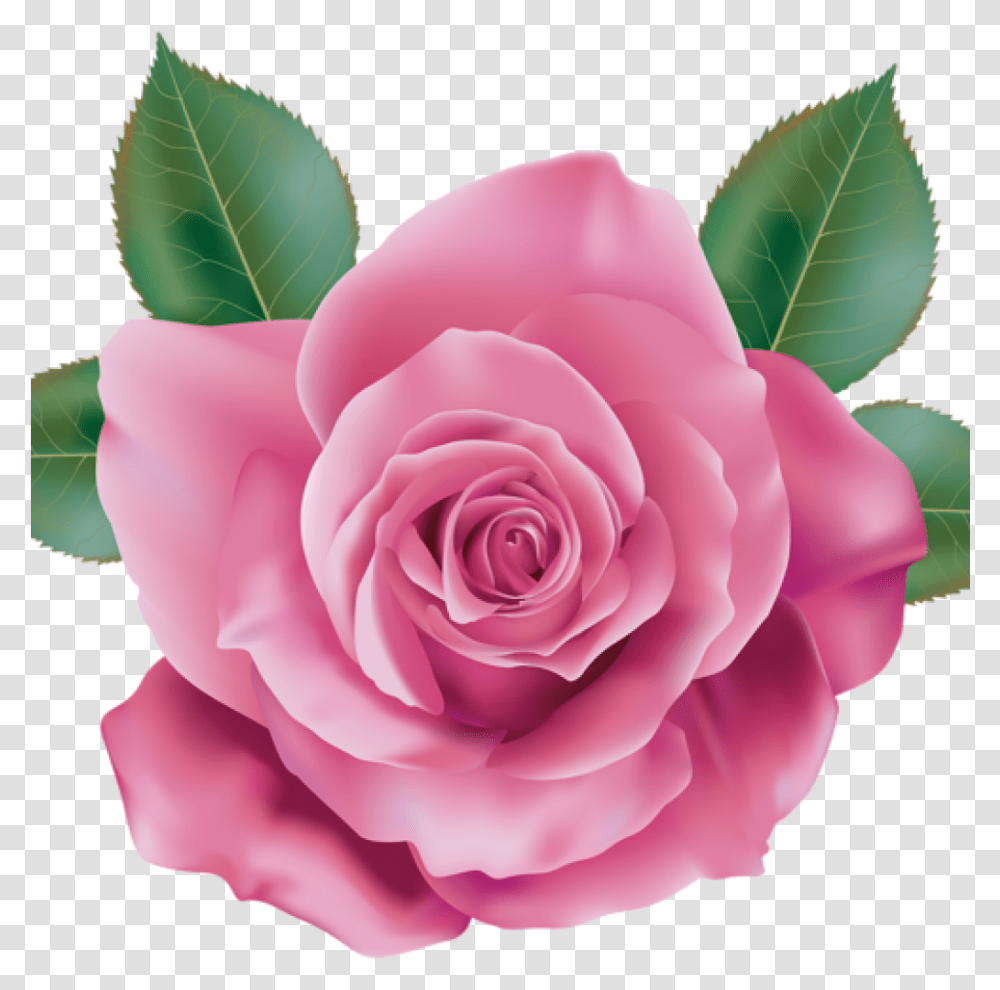 Pink Rose Clipart Rose Clipart Pink Rose Rose Pink Flower Design, Plant, Blossom, Petal Transparent Png