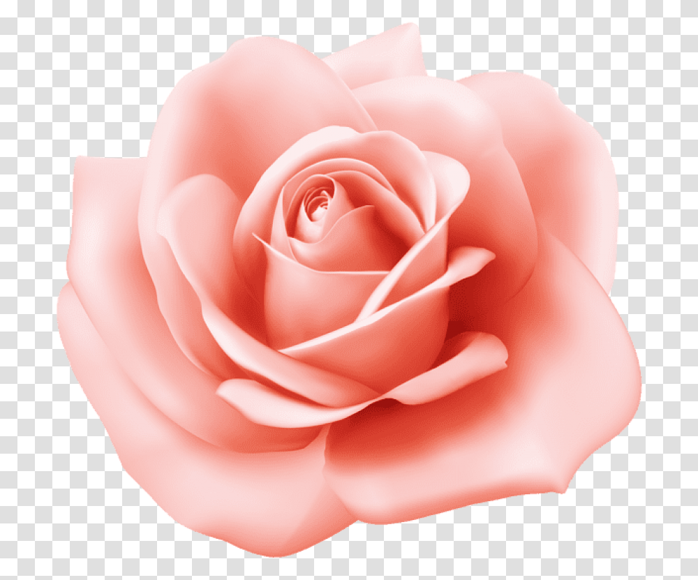 Pink Rose Clipart Rose, Flower, Plant, Blossom, Petal Transparent Png