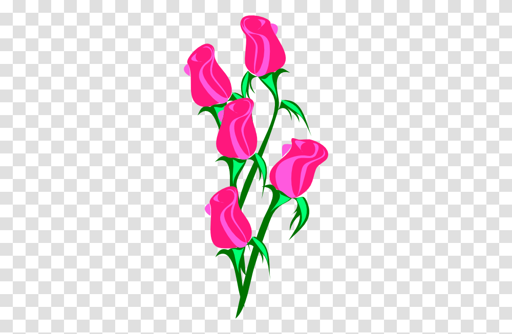 Pink Rose Clipart Single, Plant, Flower, Blossom, Petal Transparent Png
