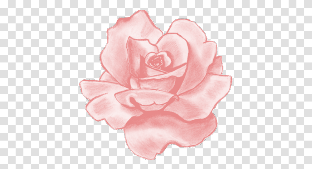 Pink Rose Clipart Tumblr Pink Flower Aesthetic Stickers, Plant, Blossom, Petal, Carnation Transparent Png