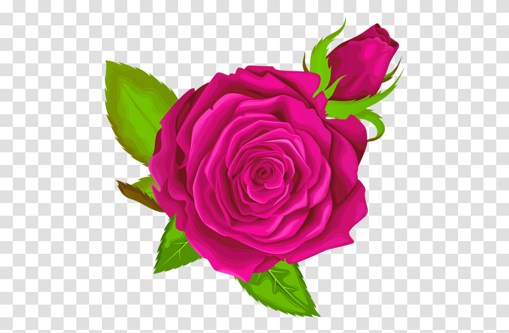 Pink Rose Decorative Clip Art Image Purple Rose, Flower, Plant, Blossom, Petal Transparent Png