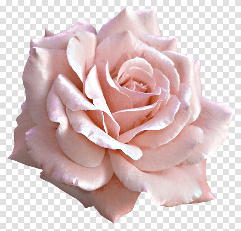 Pink Rose Download Free Clip Art Soft Pink Rose, Flower, Plant, Blossom, Petal Transparent Png