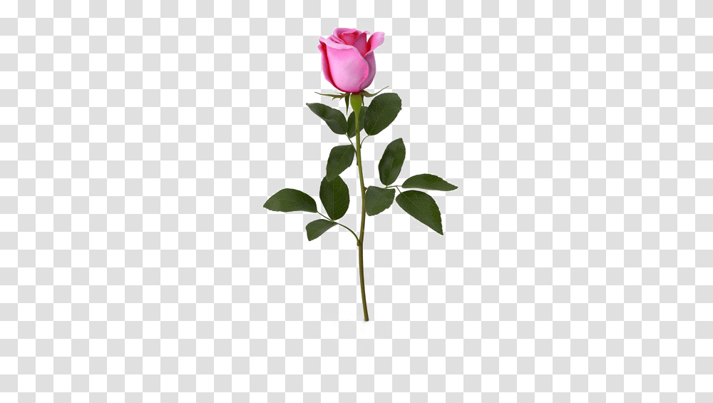 Pink Rose Download Image Garden Roses, Plant, Flower, Bud, Sprout Transparent Png