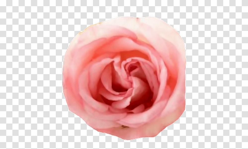 Pink Rose Flower Aesthetic Beautiful Roses Witte Roos Transparante Achtergrond, Plant, Blossom, Petal Transparent Png