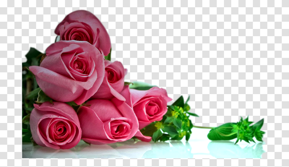 Pink Rose Flower Background Roses Background, Plant, Blossom, Flower Bouquet, Flower Arrangement Transparent Png