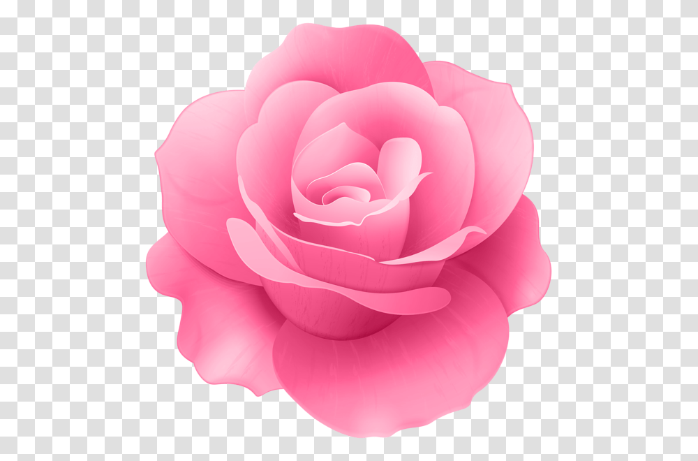 Pink Rose Flower Clip Art, Plant, Blossom, Petal, Dahlia Transparent Png