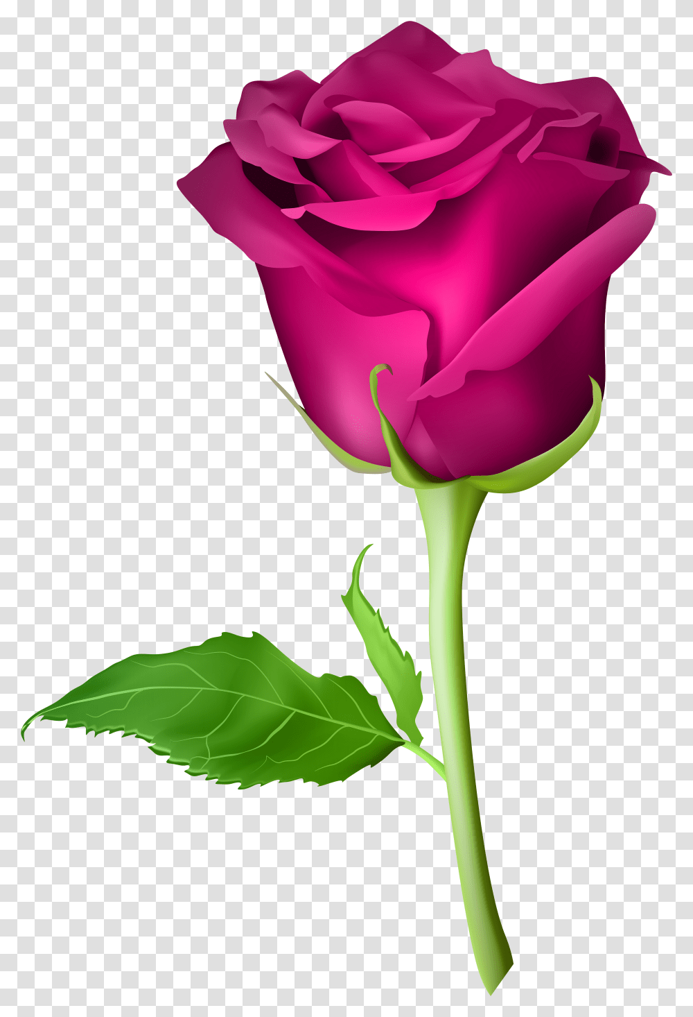 Pink Rose Flower Clipart Download, Plant, Blossom Transparent Png
