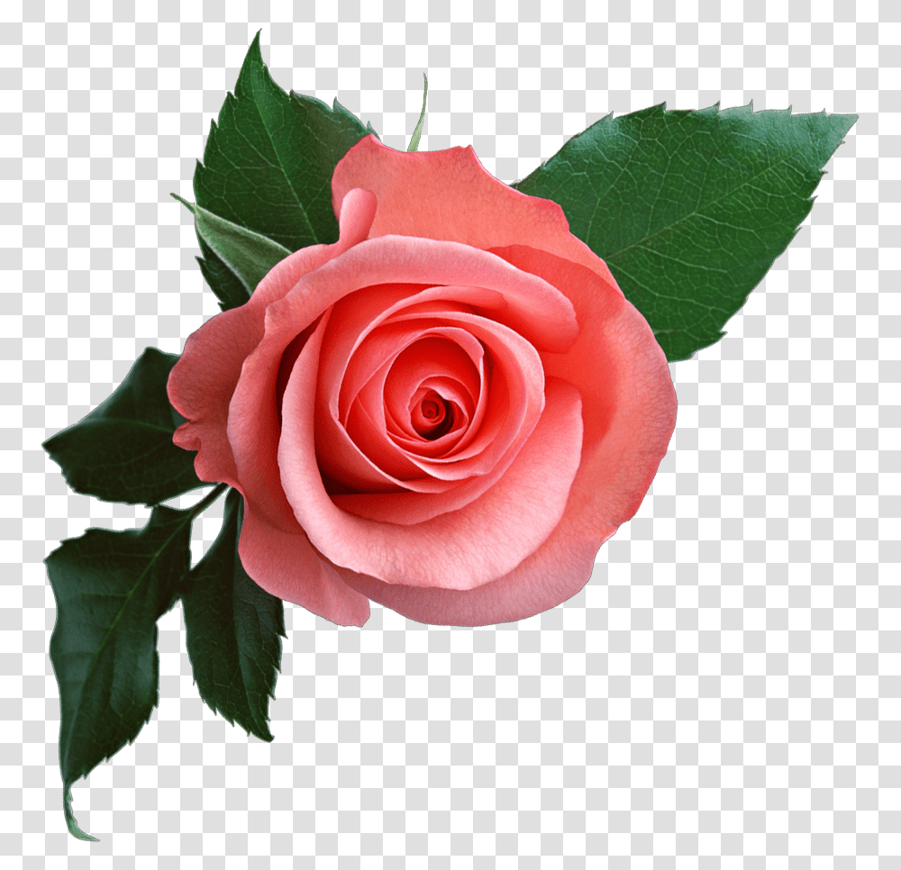 Pink Rose Flower Clipart, Plant, Blossom Transparent Png