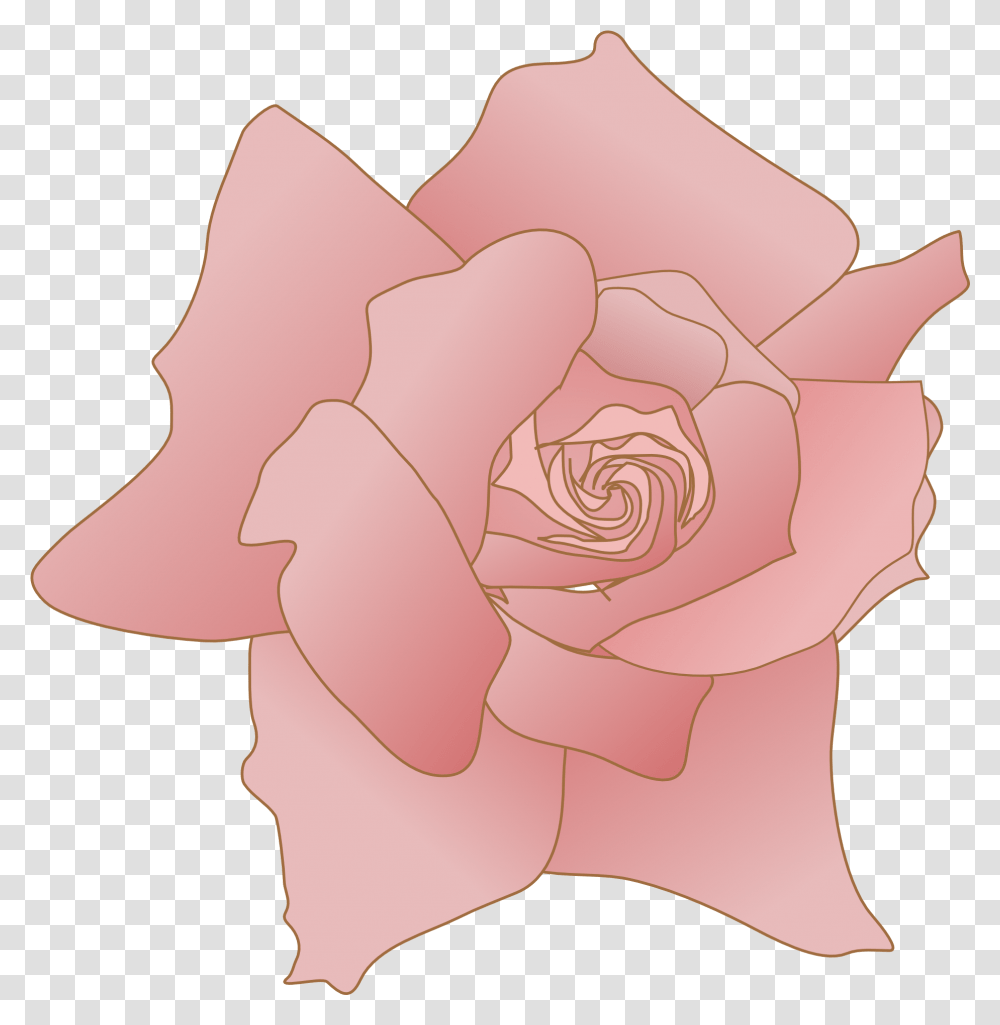 Pink Rose Flower Drawing Girly, Plant, Blossom, Petal, Spiral Transparent Png