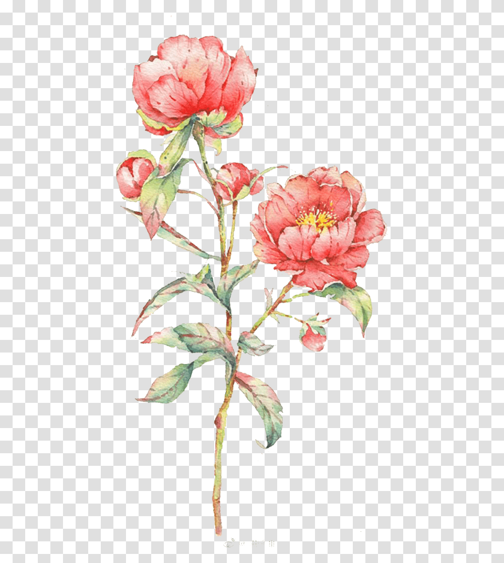 Pink Rose Flower Illustration Watercolor Flowers Pink Rose Flower Watercolor, Plant, Blossom, Acanthaceae, Petal Transparent Png
