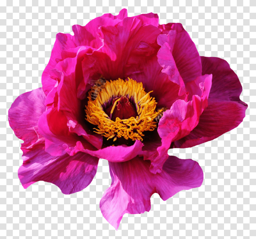Pink Rose Flower Image Wild Roses, Plant, Peony, Blossom, Pollen Transparent Png