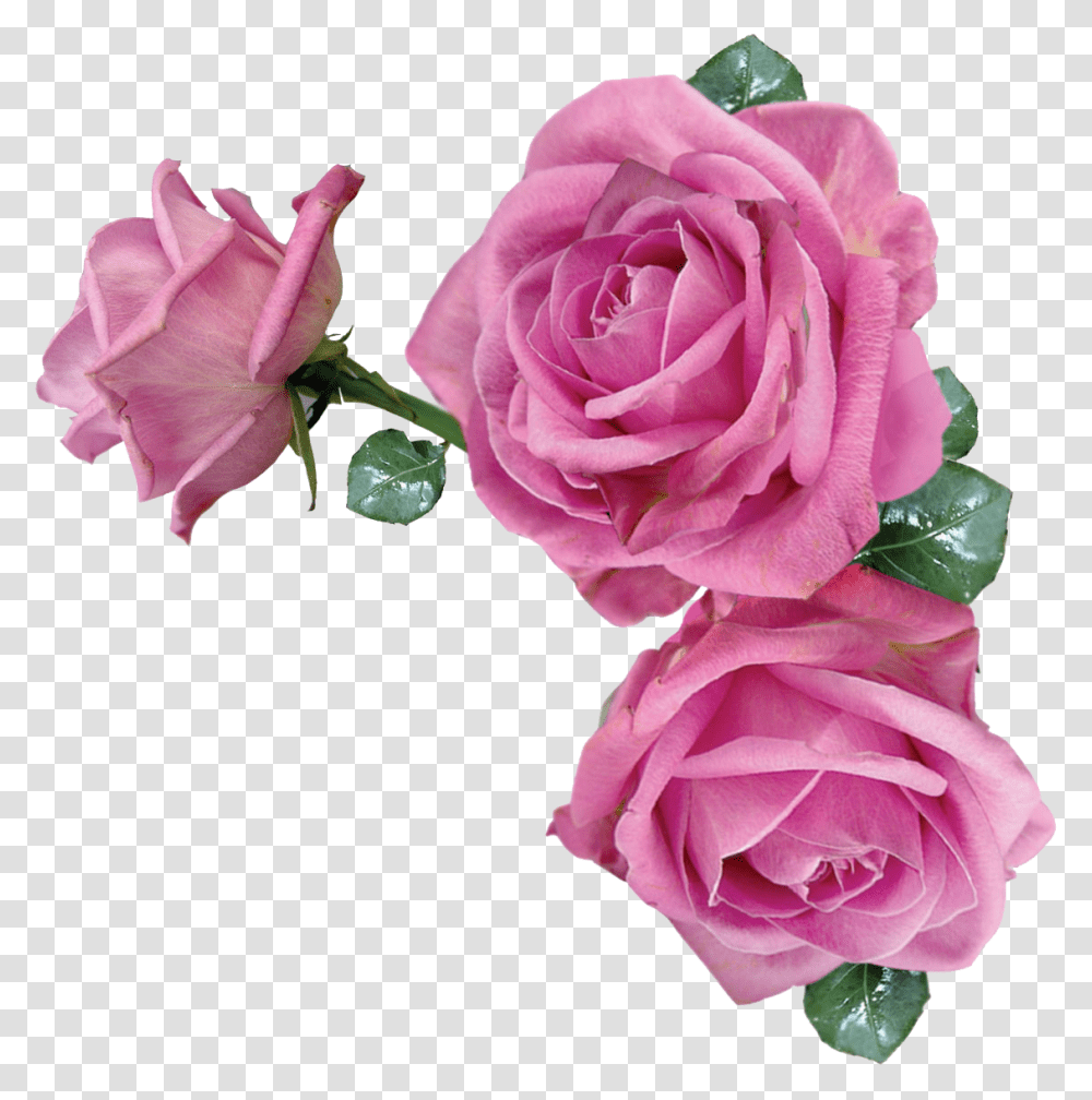 Pink Rose Flower, Plant, Blossom, Petal, Flower Arrangement Transparent Png