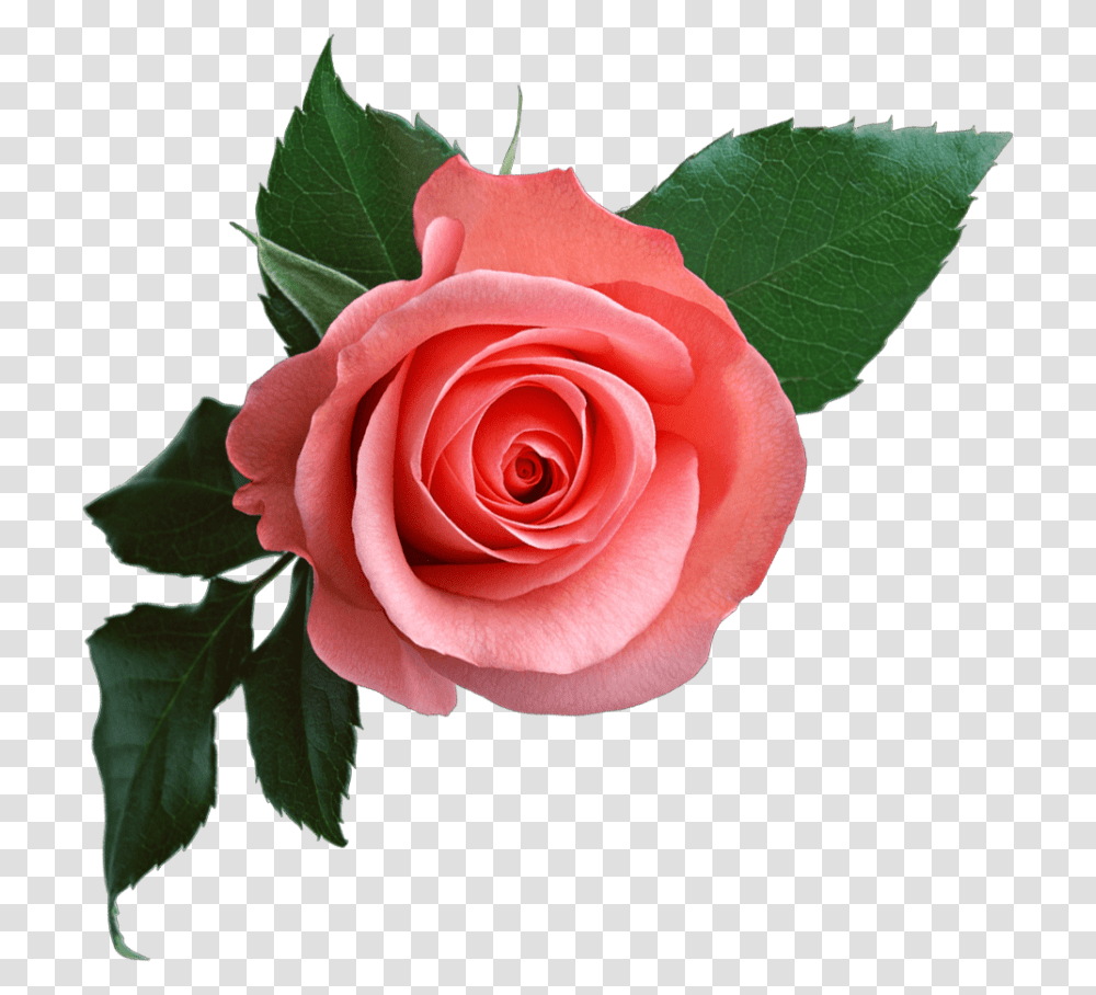 Pink Rose, Flower, Plant, Blossom, Petal Transparent Png