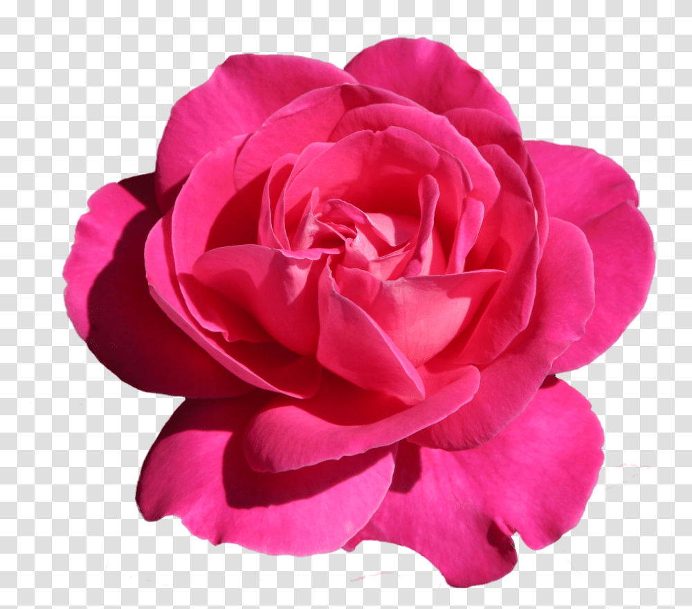 Pink Rose, Flower, Plant, Blossom, Petal Transparent Png