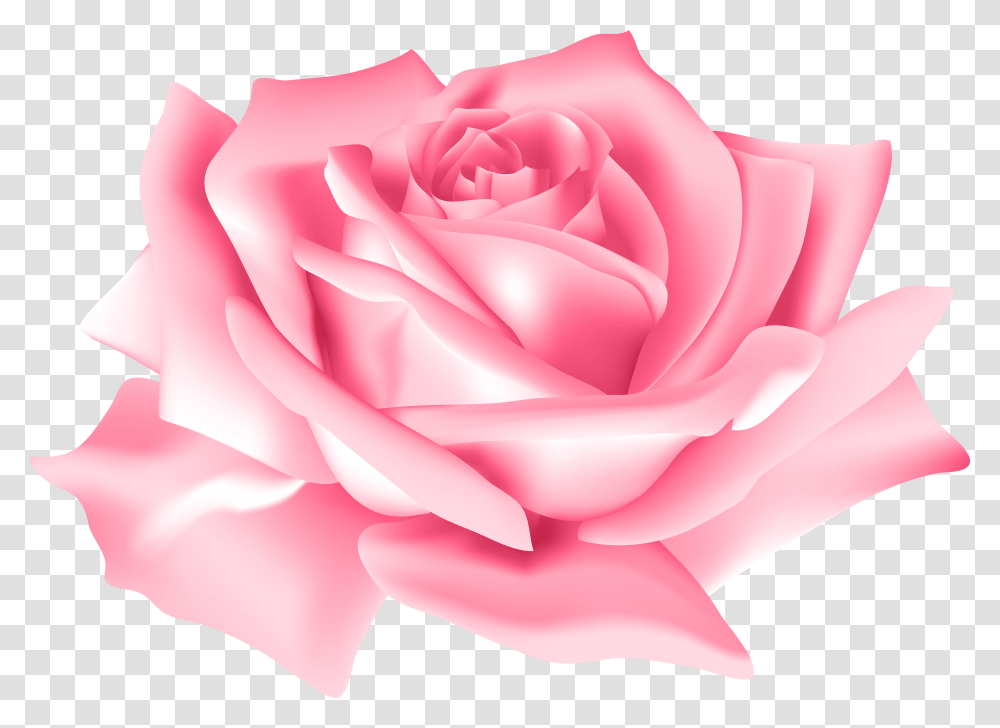 Pink Rose Flower Transparent Png