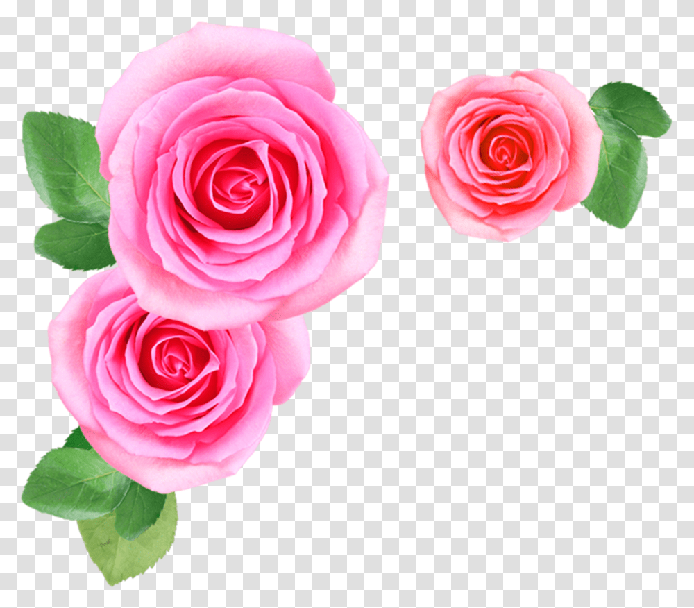 Pink Rose Flowers Image Free Download Searchpng Pink Flower, Plant, Blossom, Petal Transparent Png