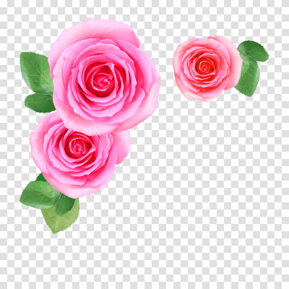 Pink Rose Flowers Image Free Flowers Image Download, Plant, Blossom Transparent Png