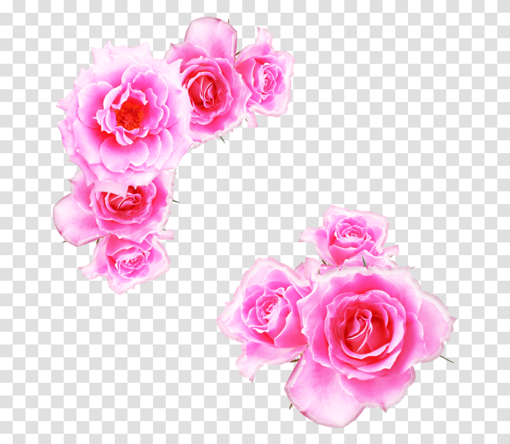 Pink Rose Free Download Bright Pink Flower, Plant, Blossom, Carnation, Peony Transparent Png
