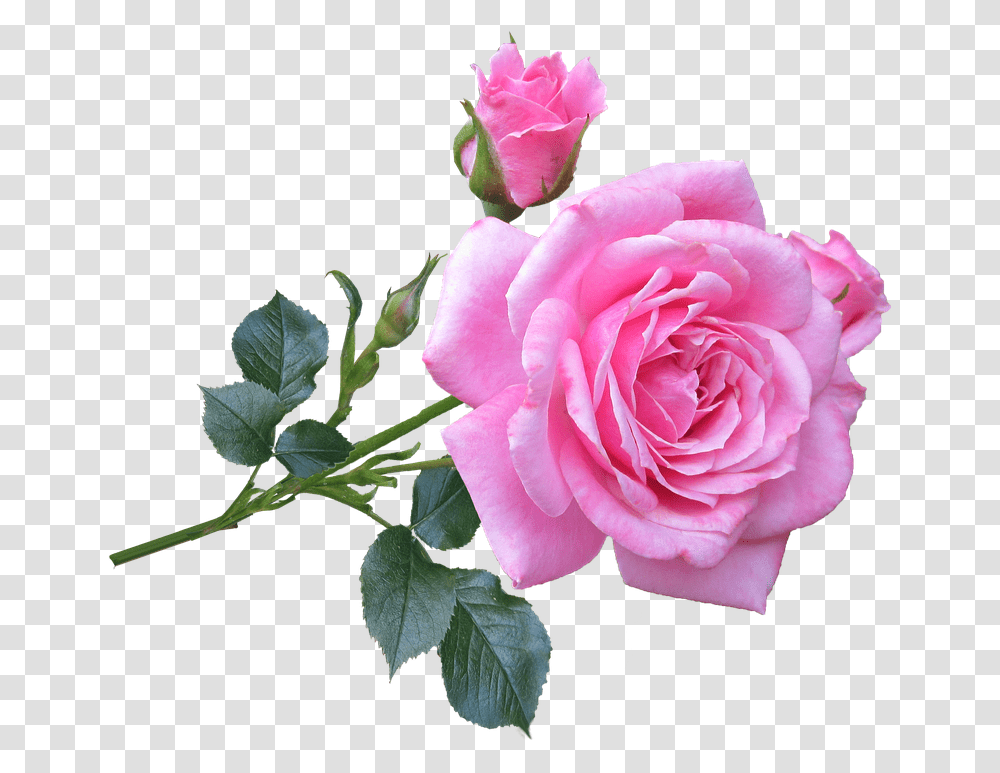 Pink Rose Free Download Clip Art Webcomicmsnet Good Morning Roses Images Hd, Flower, Plant, Blossom Transparent Png