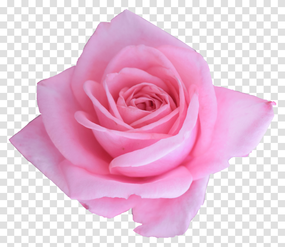 Pink Rose Garden Roses, Flower, Plant, Blossom, Petal Transparent Png