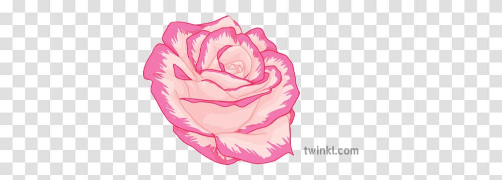 Pink Rose General Flower Plant Secondary Illustration Twinkl Girly, Blossom, Carnation, Petal, Peony Transparent Png